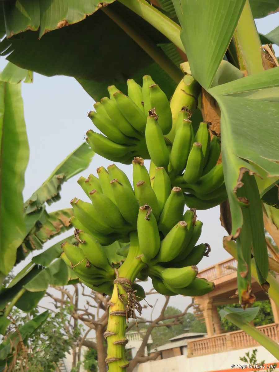 one day they will ripen